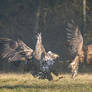 White-Tailed Eagle #17