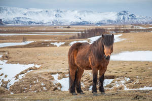 Icelandic Horse #4