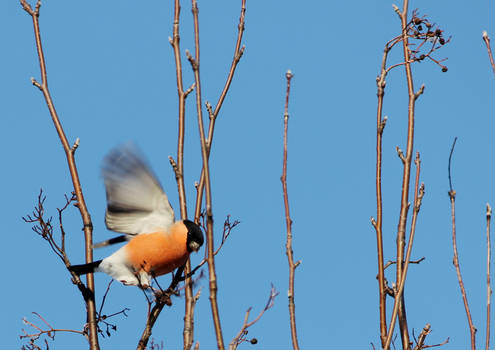 Bullfinch