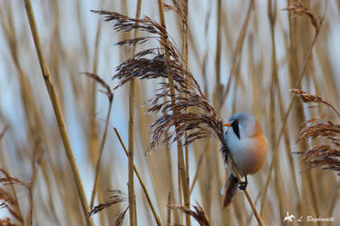 Bearded reedling II