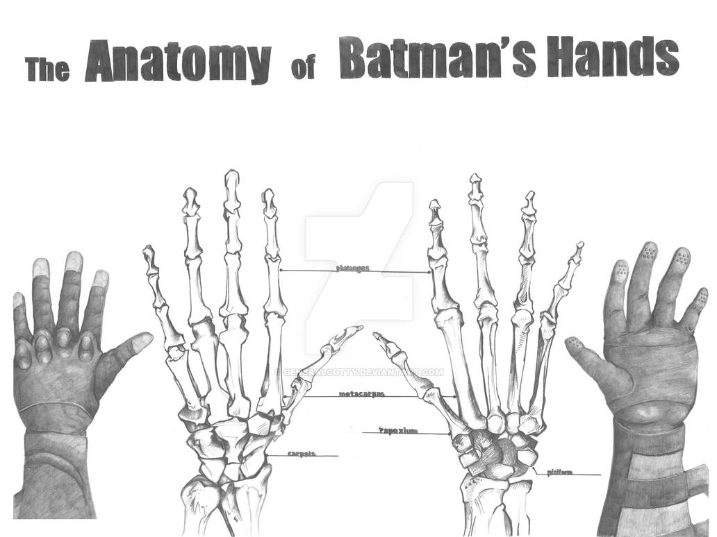 The Anatomy of Batman by generalcutty on DeviantArt
