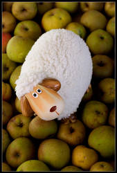 Sheep On Apples