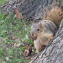 Squirrel