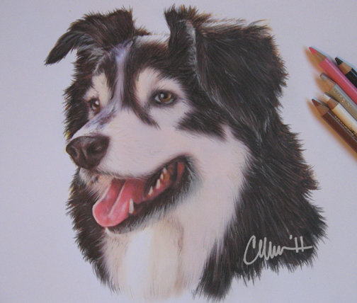 Dog Drawing