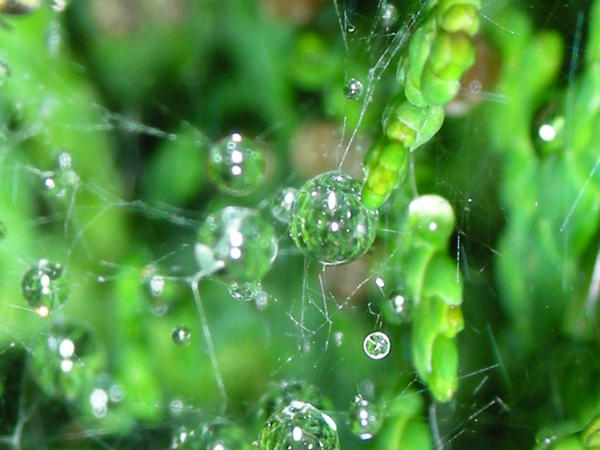 web drops