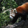 Red Panda at Zoo