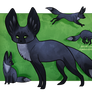 Bat Eared Fox