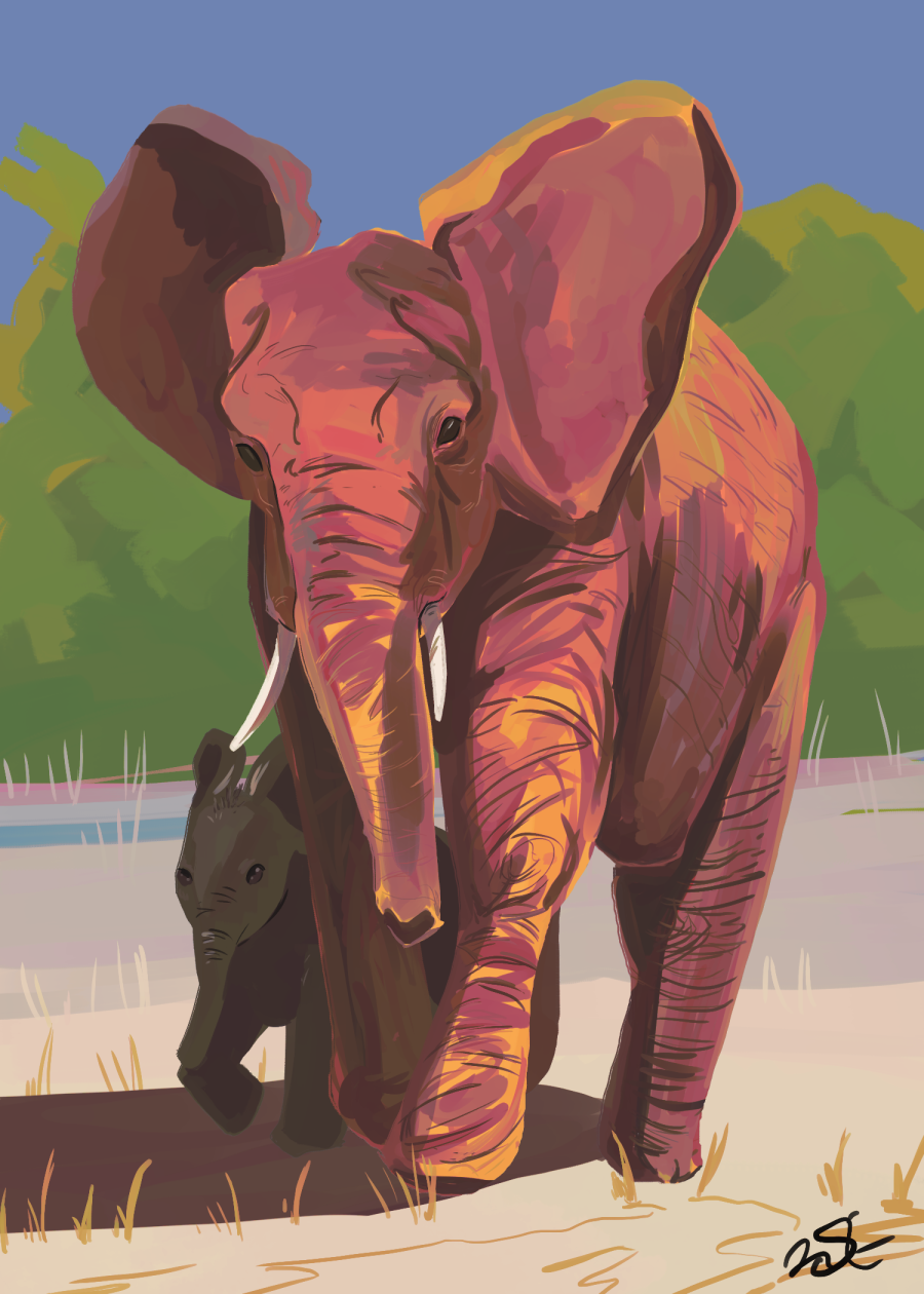 Elephants by miscellenny on DeviantArt
