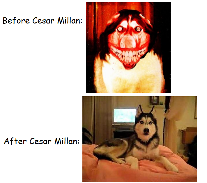 Cesar Millan's Powers