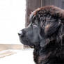 Tibetan mastiff puppy