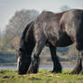 Horsie having fresh breakfast