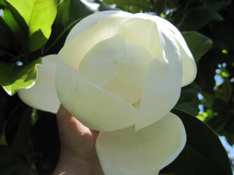 White Magnolia