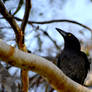 Australian Currawong