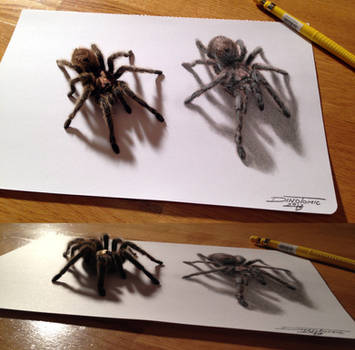 Spider drawing