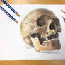 Skull color pencil drawing 2.