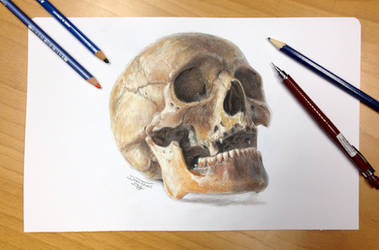 Skull color pencil drawing 2. by AtomiccircuS