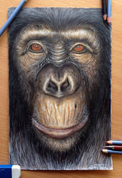 Ape color pencil drawing