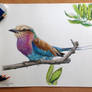 Bird color pencil drawing
