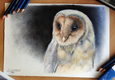 Owl Color Pencil Drawing