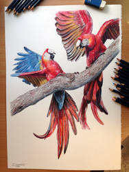 Aras Color pencil Drawing