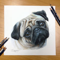 Pug Color Pencil Drawing