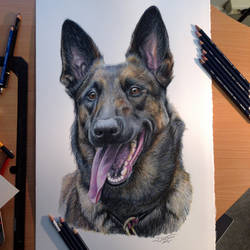Belgian Malinois Color Pencil Drawing by AtomiccircuS