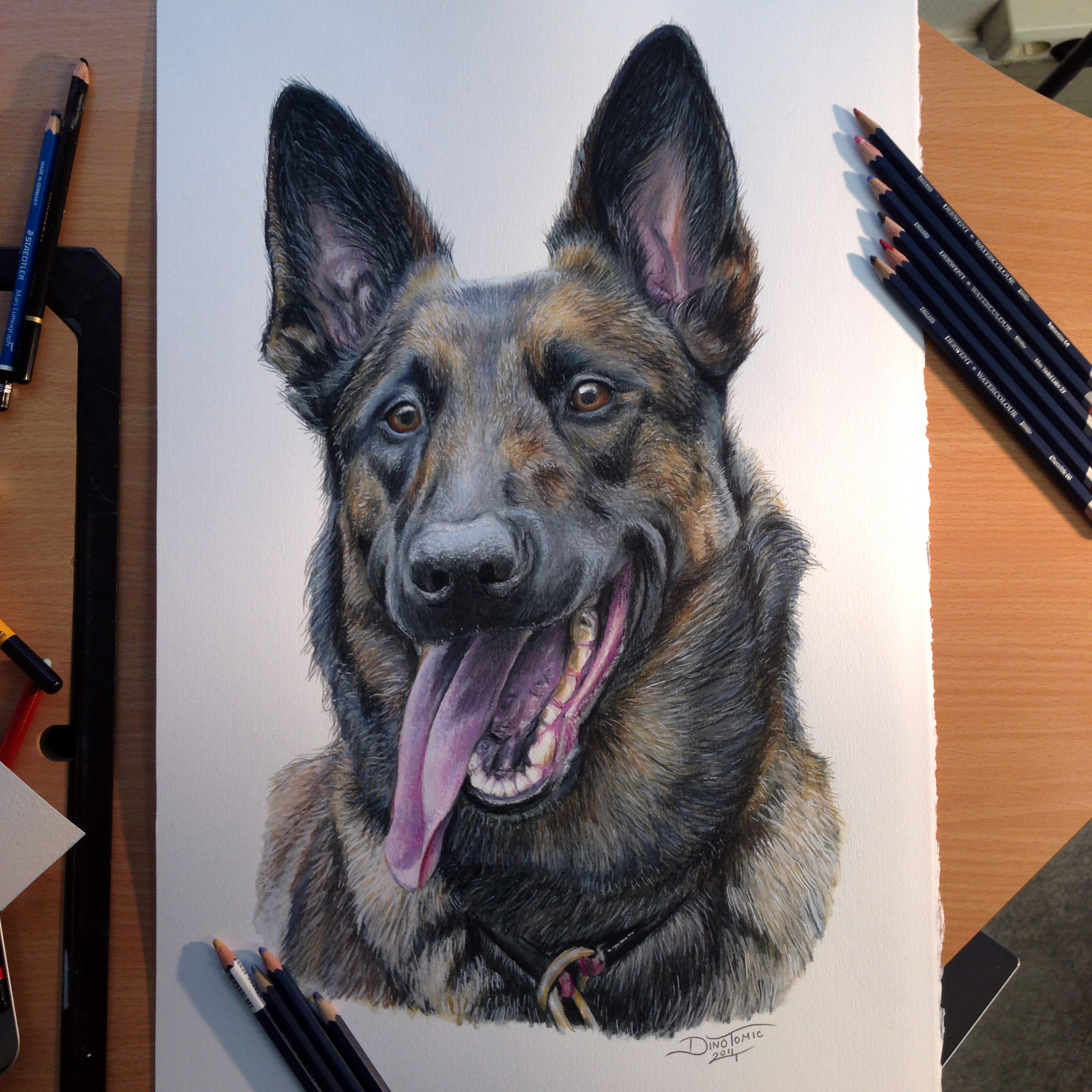 Belgian Malinois Color Pencil Drawing