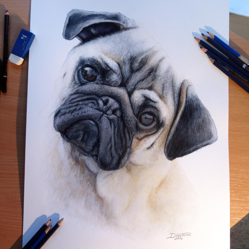 Pug Color Pencil Drawing