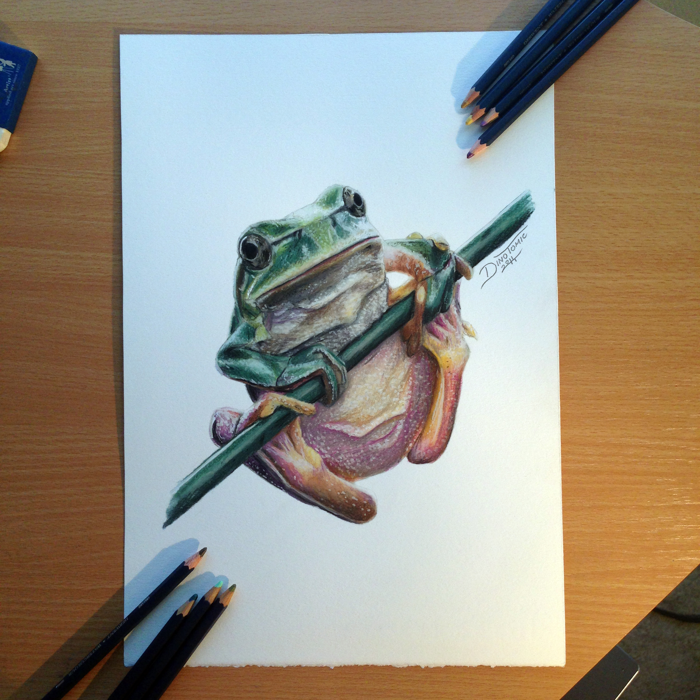 Frog Color Pencil Drawing