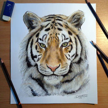 Tiger pencil drawing