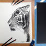 Inverted Tiger Pencil Drawing