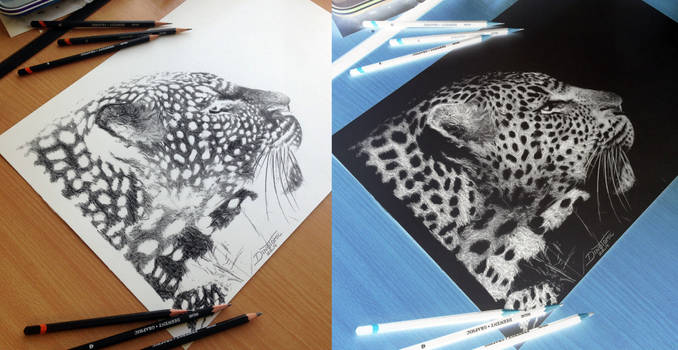 Cheetah inverted pencil drawing