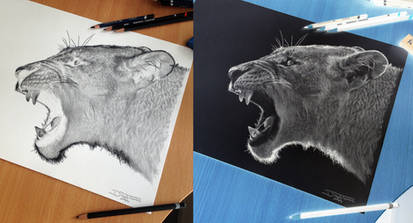 Puma Inverted Pencil Drawing