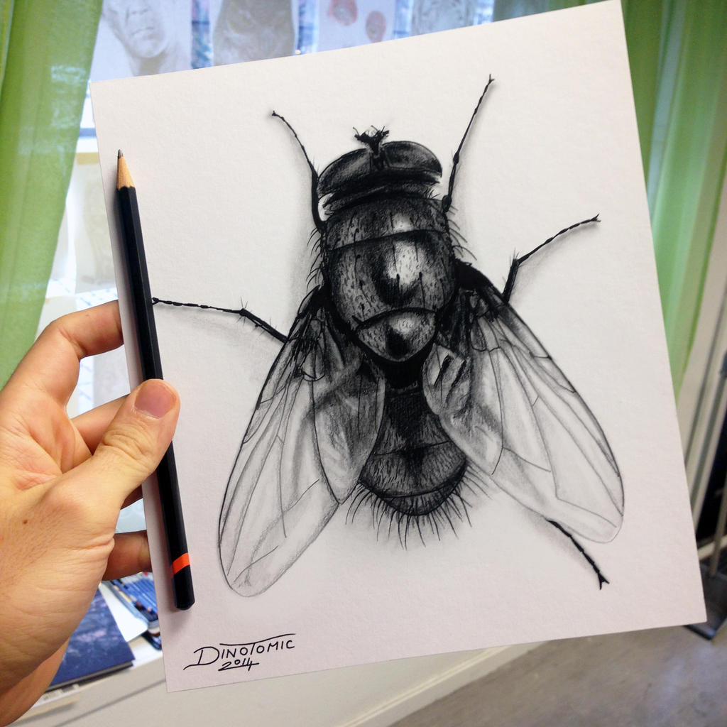 Quick Fly Drawing