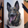 Color Pencil Drawing of a Dog