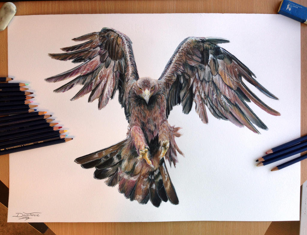 Golden Eagle Color pencil drawing