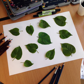 Real Leaf illusion drawing