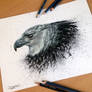 Harpy Eagle Pencil Drawing