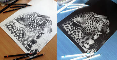 Inverted Leopard Pencil Drawing