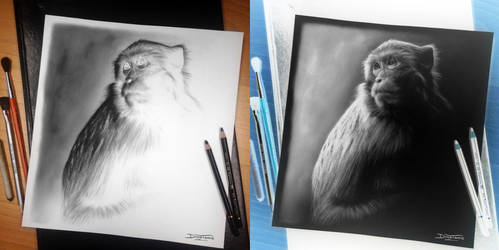 Monkey Inverted Drawing