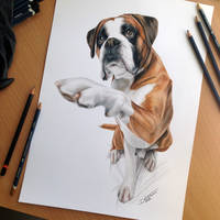 Dog Color Pencil Drawing