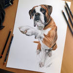 Dog Color Pencil Drawing