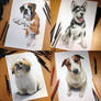 Dog pencil portraits