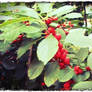 Red Berry Holiday