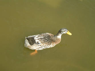 Royal Duck