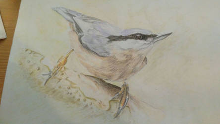 Nuthatch