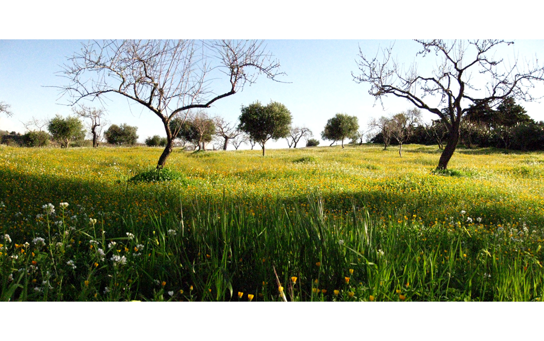 Almond trees