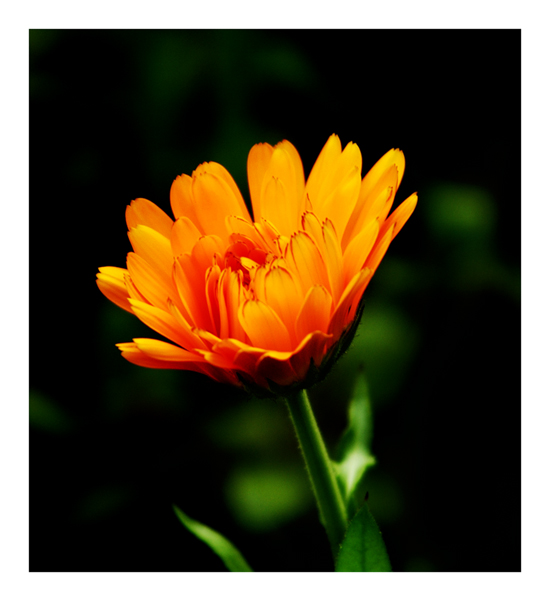 Orange Flower