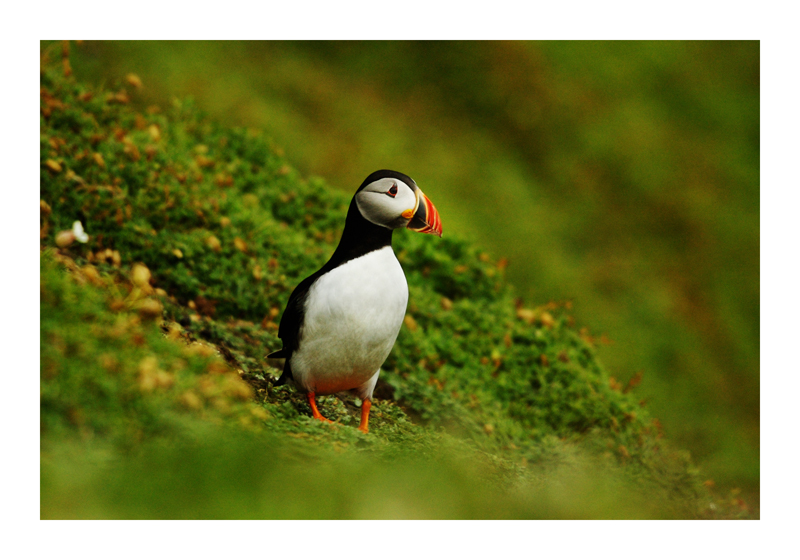 Puffin 3