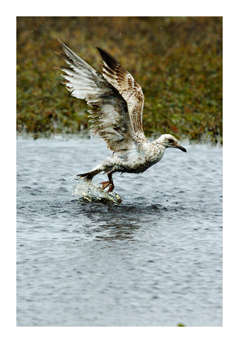 Immature Gull